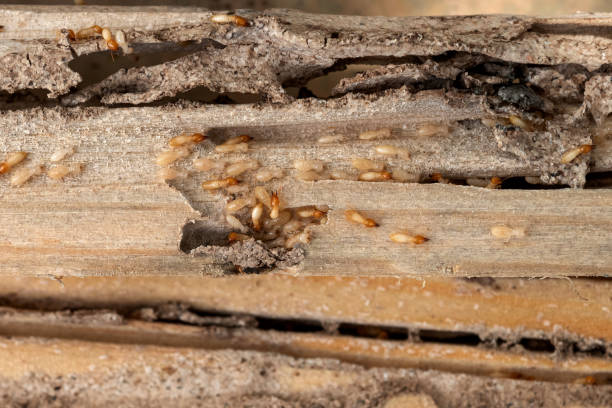 Best Affordable Pest Control Services  in Kensett, AR