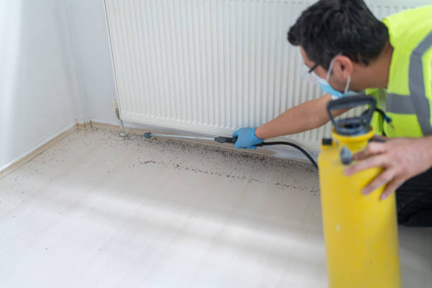 Best Wasp Removal Services  in Kensett, AR